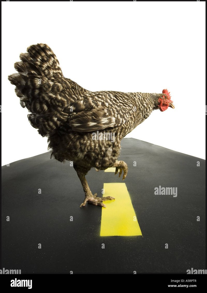 Learn about chicken road game