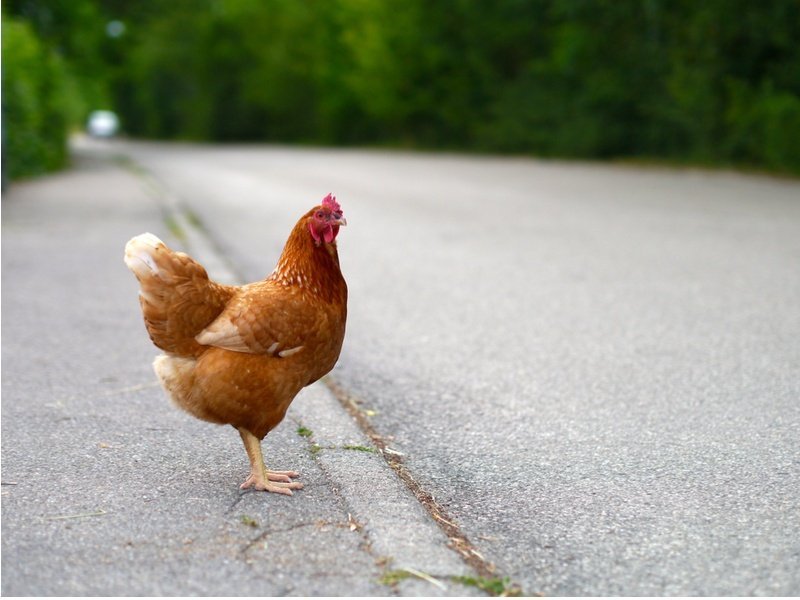 Image: Descubre El Emocionante Juego De Azar De Chicken Road En España Image: Descubre El Emocionante Juego De Azar De Chicken Road En España